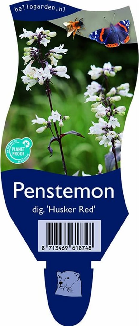 Penstemon digit. 'Husker Red' - P11
